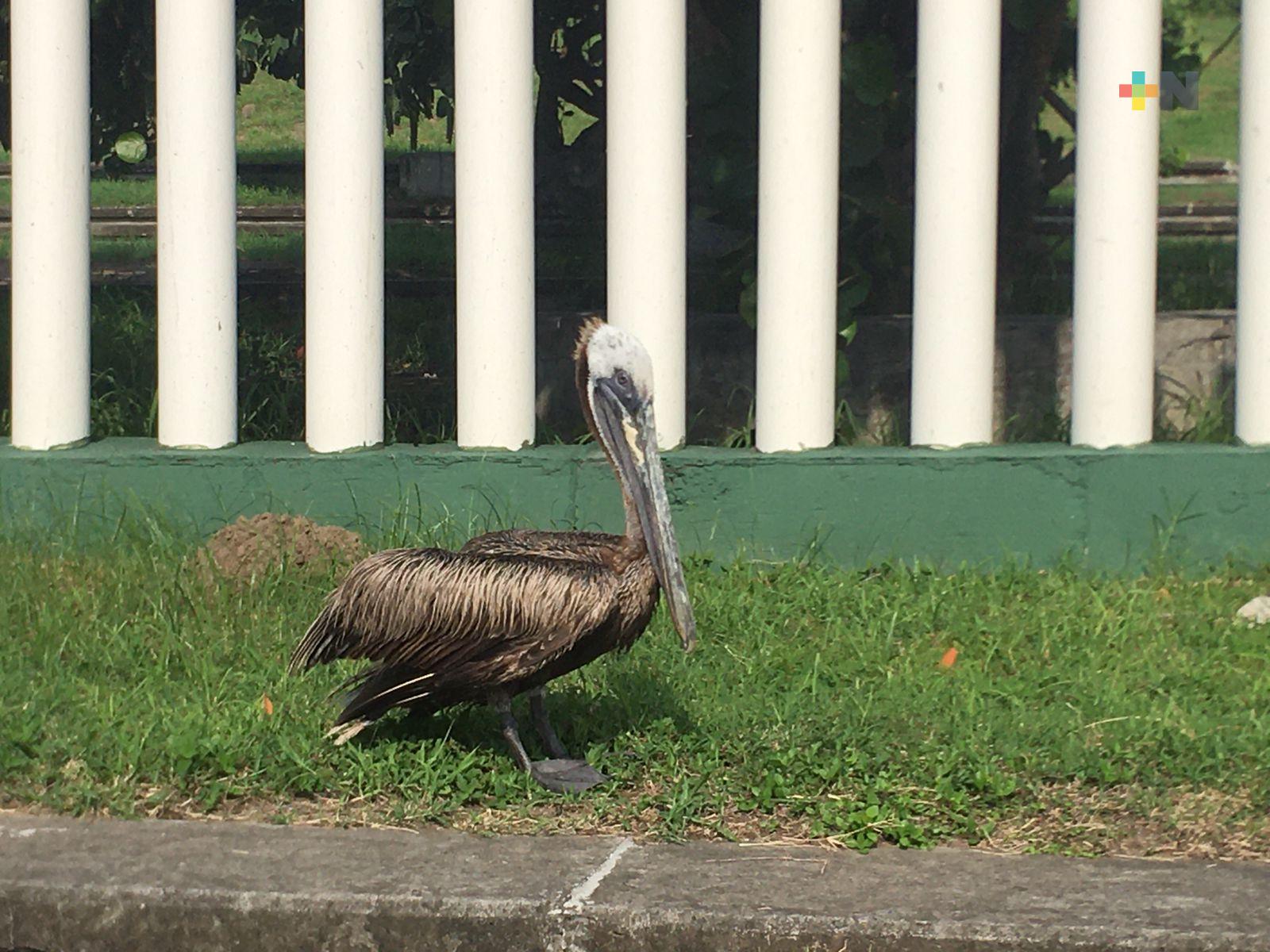 Rescatan a pelícano hallado en calles de Boca del Río