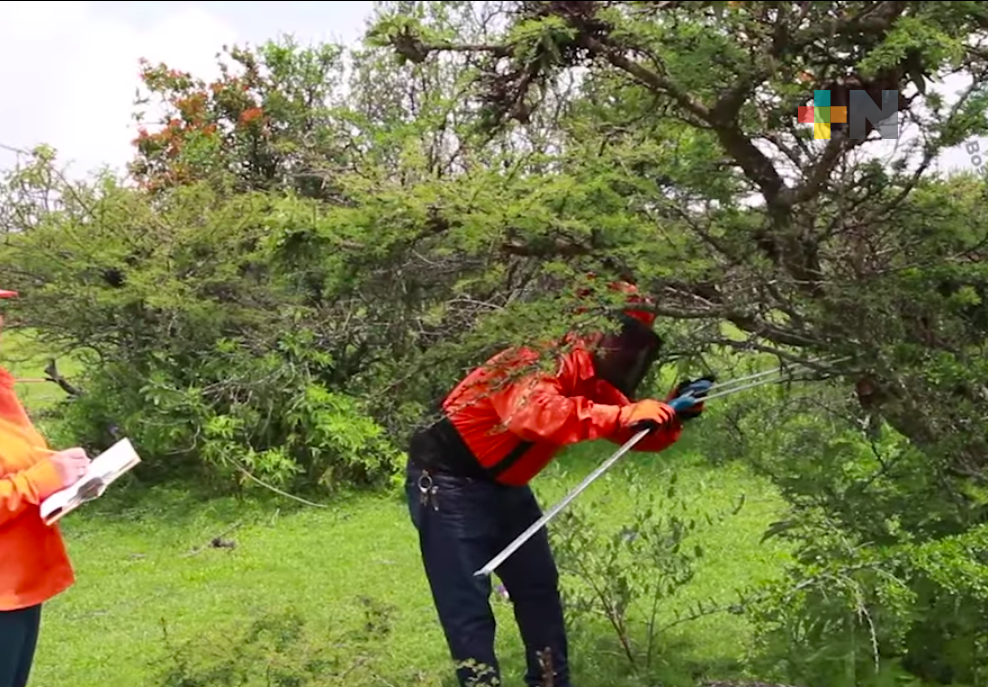 Conafor trabaja en combatir plagas y enfermedades de ecosistemas forestales