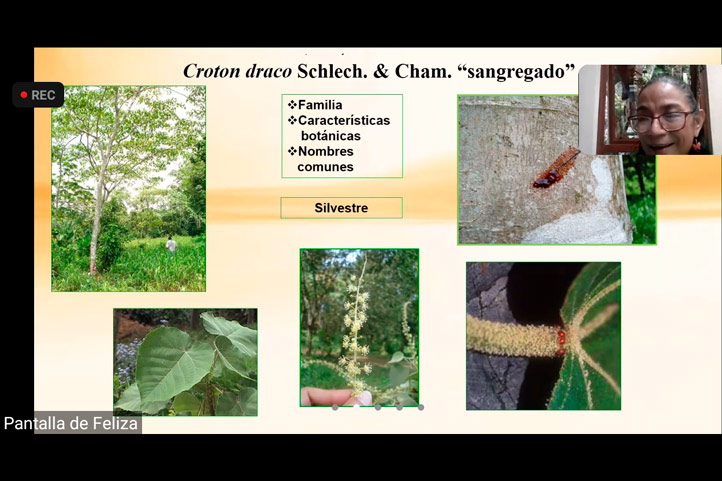 UV obtiene primera patente relacionada con uso de plantas medicinales