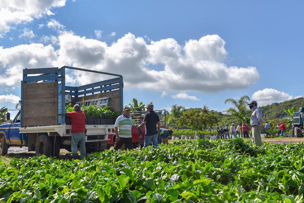 Entrega Ayuntamiento de Xalapa 40 mil plantas de café y limón a productores locales