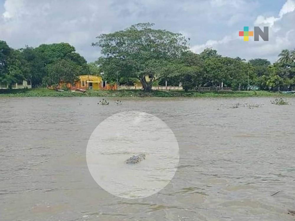 Un cocodrilo afecta actividades de pobladores de Capoacán, en Minatitlán
