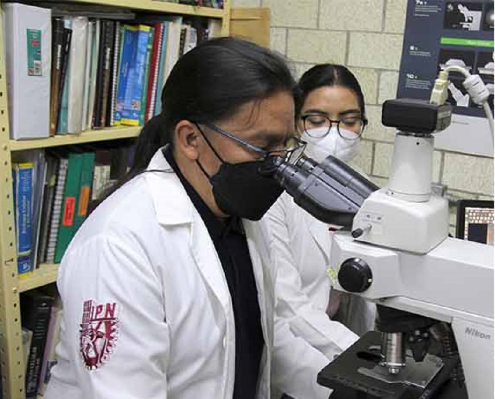 Comprueba IPN que consumir sucralosa en exceso genera inflamación crónica y altera el epitelio intestinal