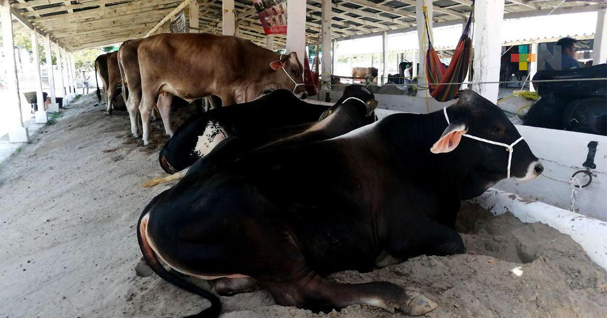 Exposición nacional ganadera en Tuxpan con aforos reducidos y acceso controlado