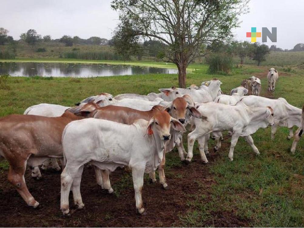 Lluvias provocadas por huracán Grace, beneficiaron a sector agropecuario del norte de Veracruz