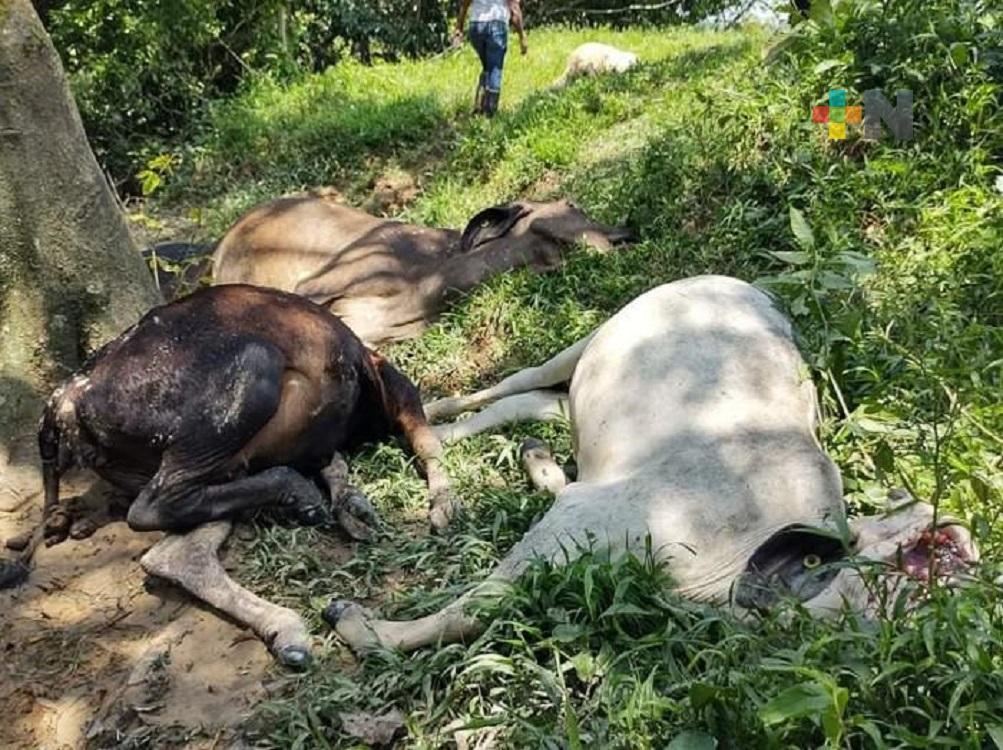 Lluvias y tormentas afectan a ganaderos de la zona sur de Veracruz
