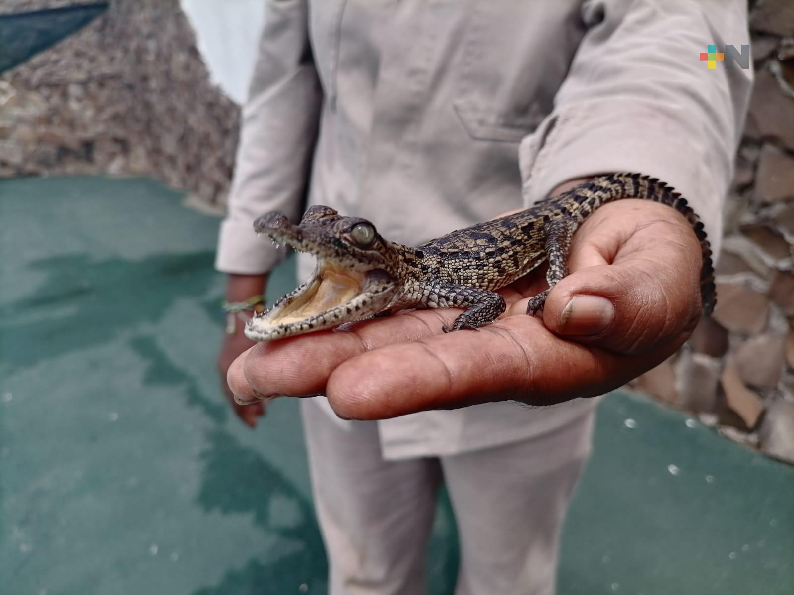 Intercambio de especies y reproducción de felinos en el parque zoológico de Villa Allende