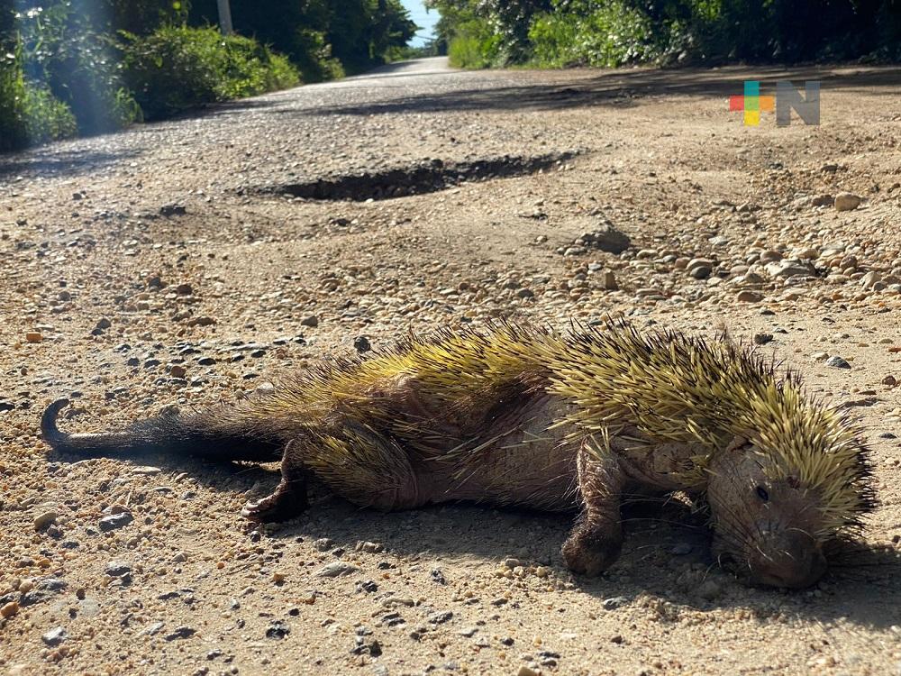 Pobladores del sur de Veracruz continúan sin respetar la fauna local