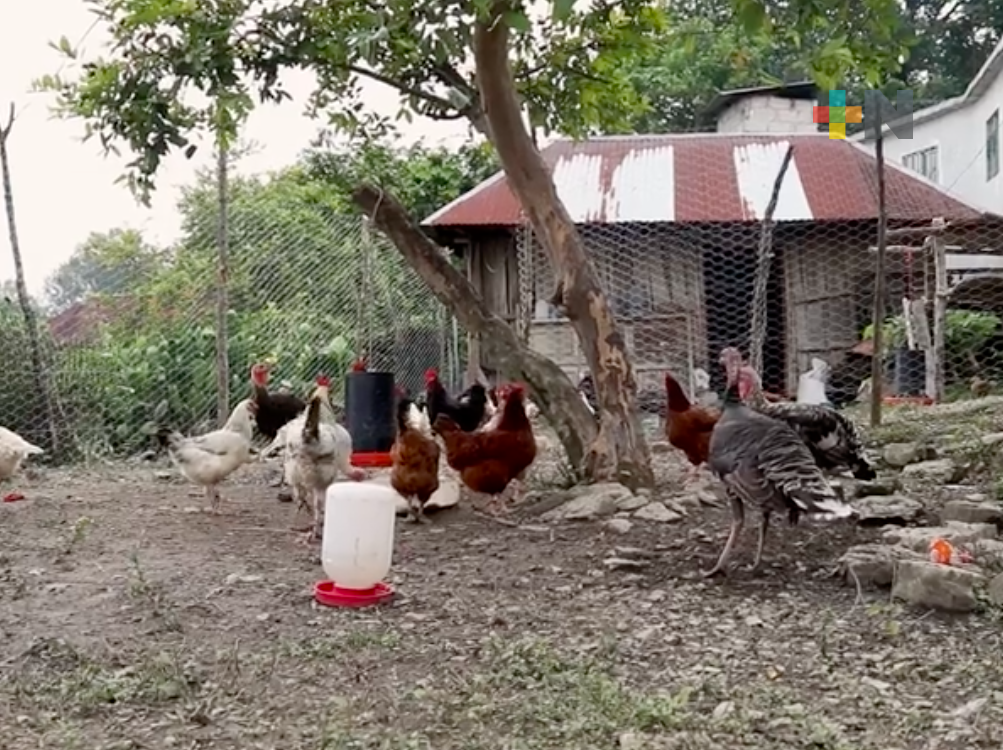 Programa de Gobierno supervisó el programa Proyectos Solidarios en Ilamatlán