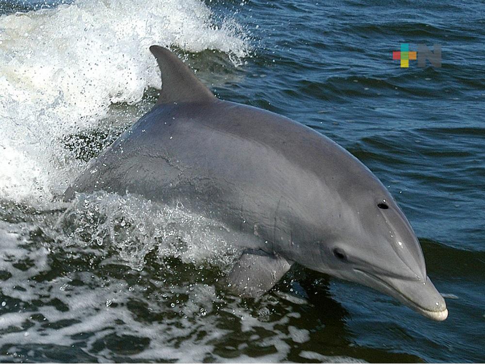 Reportan presencia de delfines y cachalotes en Coatzacoalcos y Agua Dulce