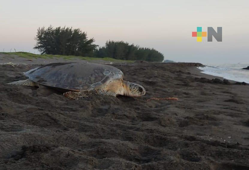 Sedema recorre a diario más de 15 kilómetros para proteger a la tortuga marina