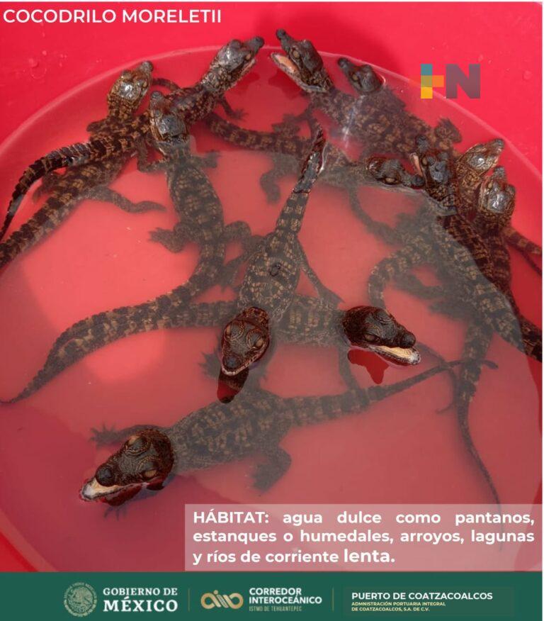 Nacen crías de cocodrilo moreletii en Parque del Bicentenario de Villa Allende