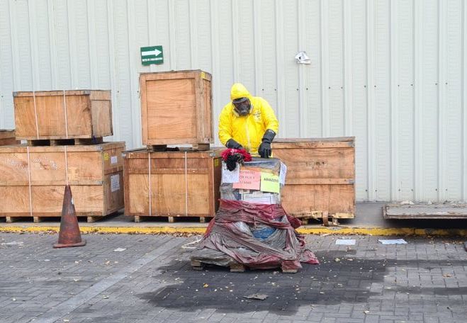 En julio han decomisado más de 300 kilos de cocaína y 10 mil cartuchos en Aduanas del país