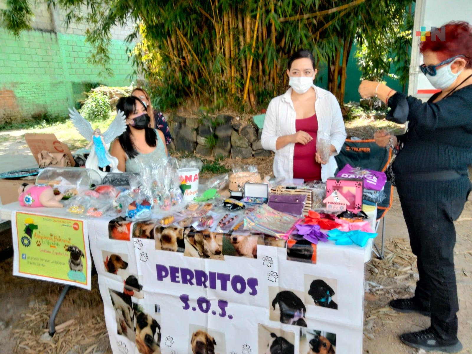 Aumenta número de perros abandonados en Xalapa, asociaciones piden apoyo para poder mantenerlos