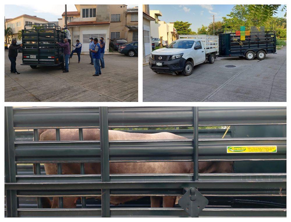 Aseguran ganado que caminaba en zona de Geovillas, en Veracruz