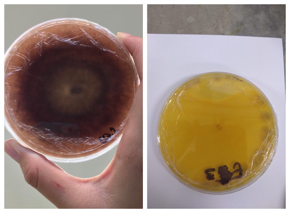 En TecNM campus Xalapa identifican potencial de hongos como fuente de colorantes naturales