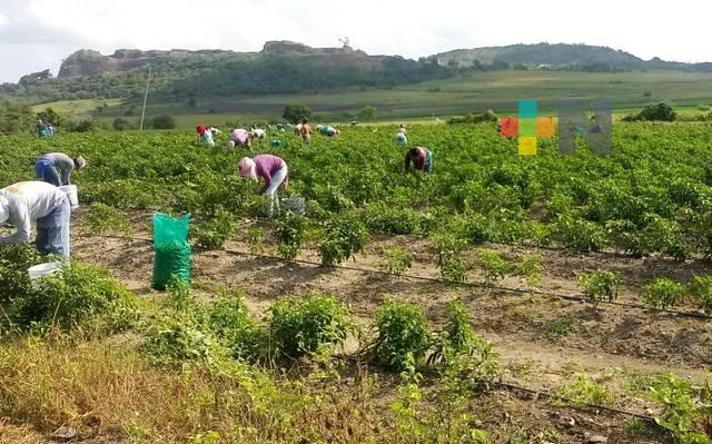 En Veracruz apoyo a productores es directo: Sedarpa