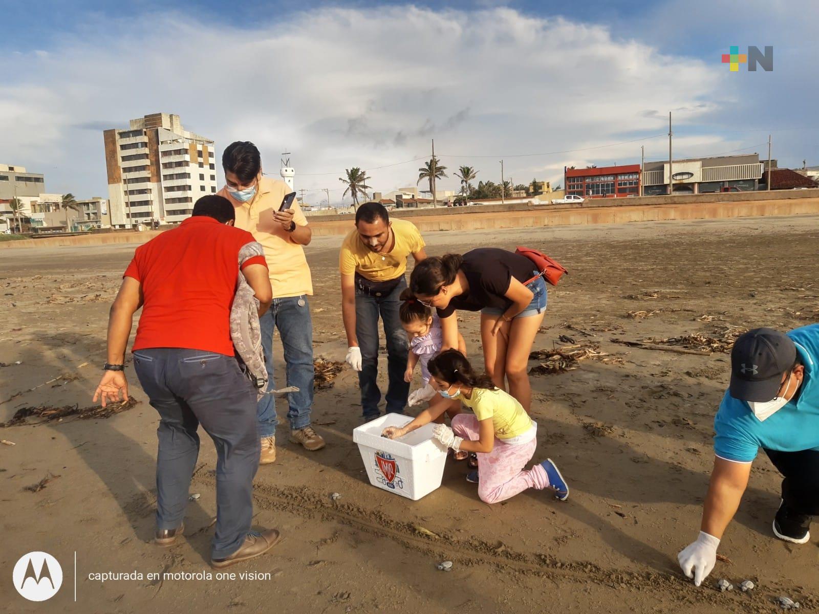 Este fin de semana, ciudadanos liberaron 98 crías de tortuga lora en Coatzacoalcos
