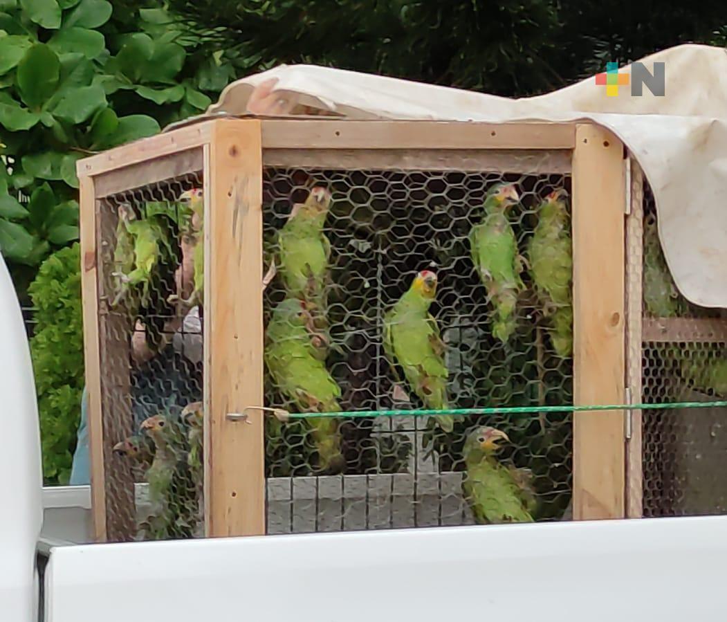 Libera Profepa más de cien loros cabeza amarilla en el sur de Veracruz
