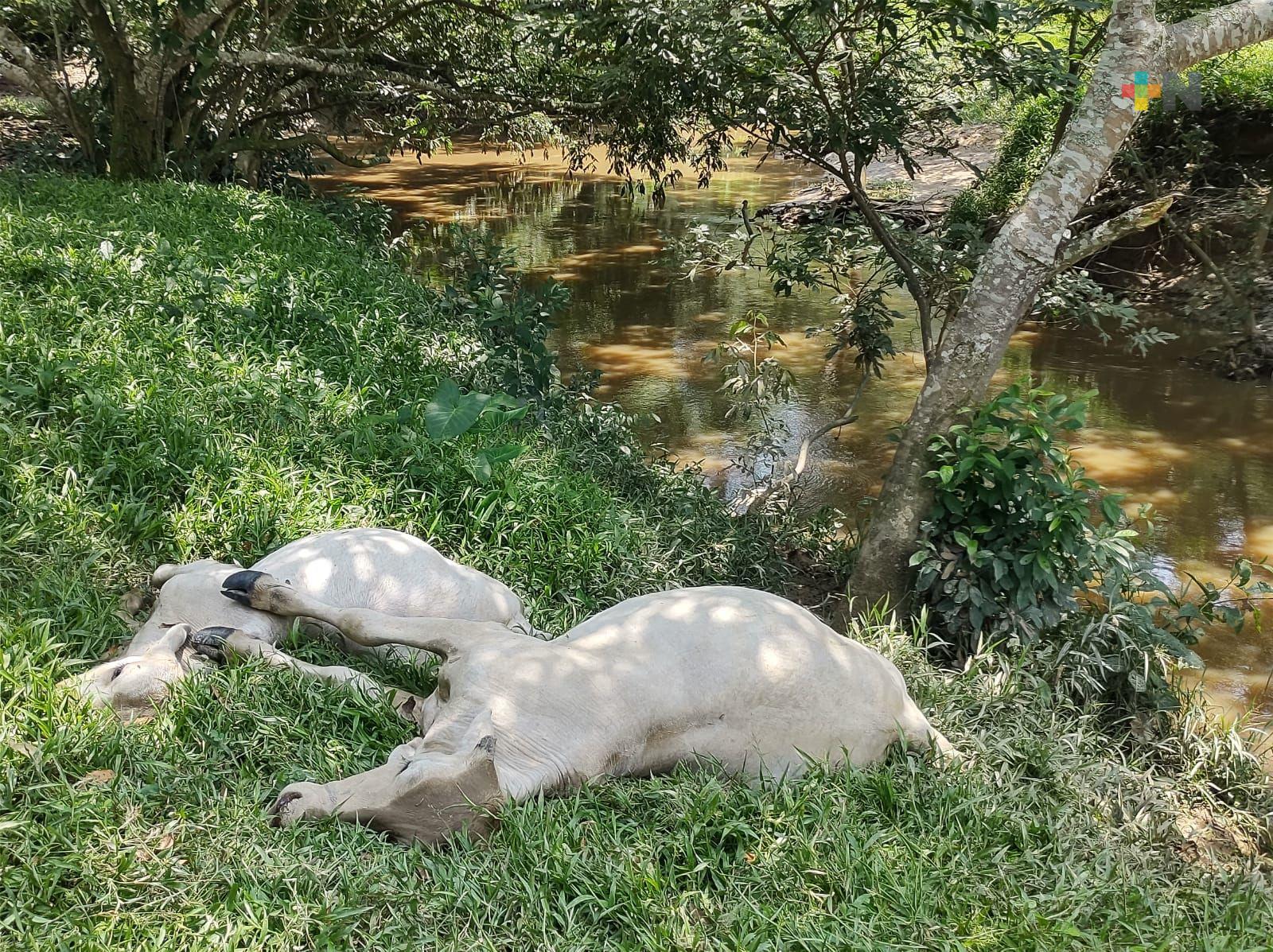 Rayo provocó muerte de ganado en la comunidad de Pueblo Viejo, en Minatitlán