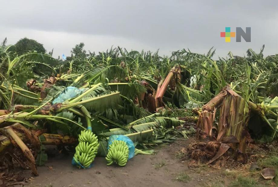 Grace generó afectaciones a platanales de San Rafael