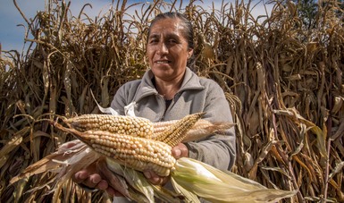 Benefician programas prioritarios de Agricultura a más de 1.3 millones de productores indígenas del país