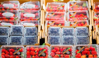 Crecen producción y exportación de frambuesas mexicanas