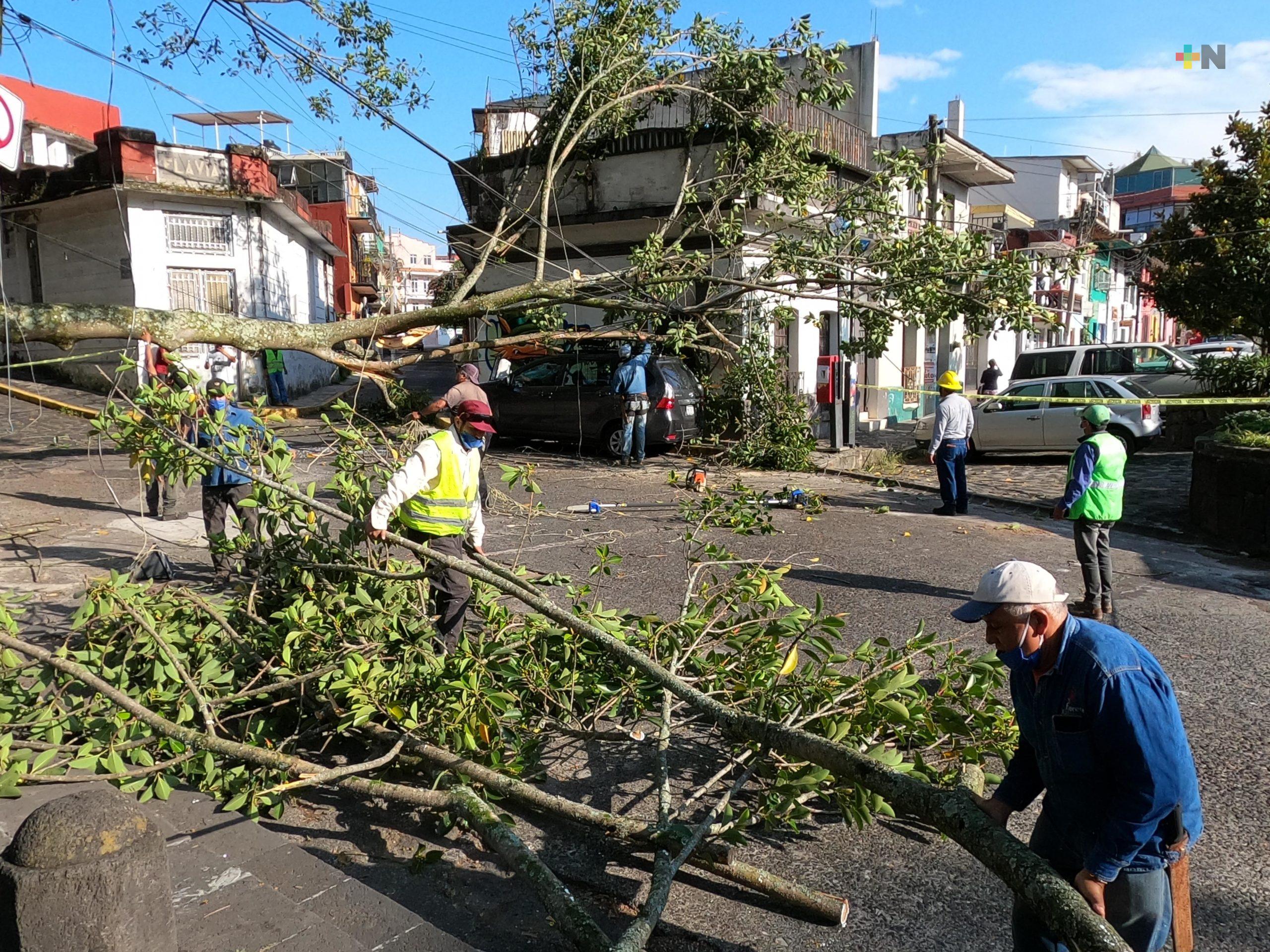 Árbol colapsó en Parque Los Berros de Xalapa