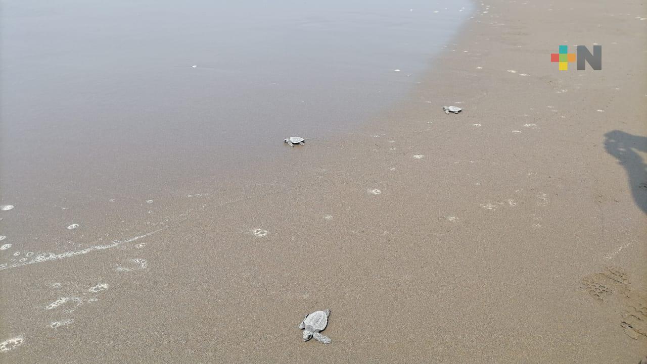 Este fin de semana liberaron 48 tortugas en playas de Coatzacoalcos