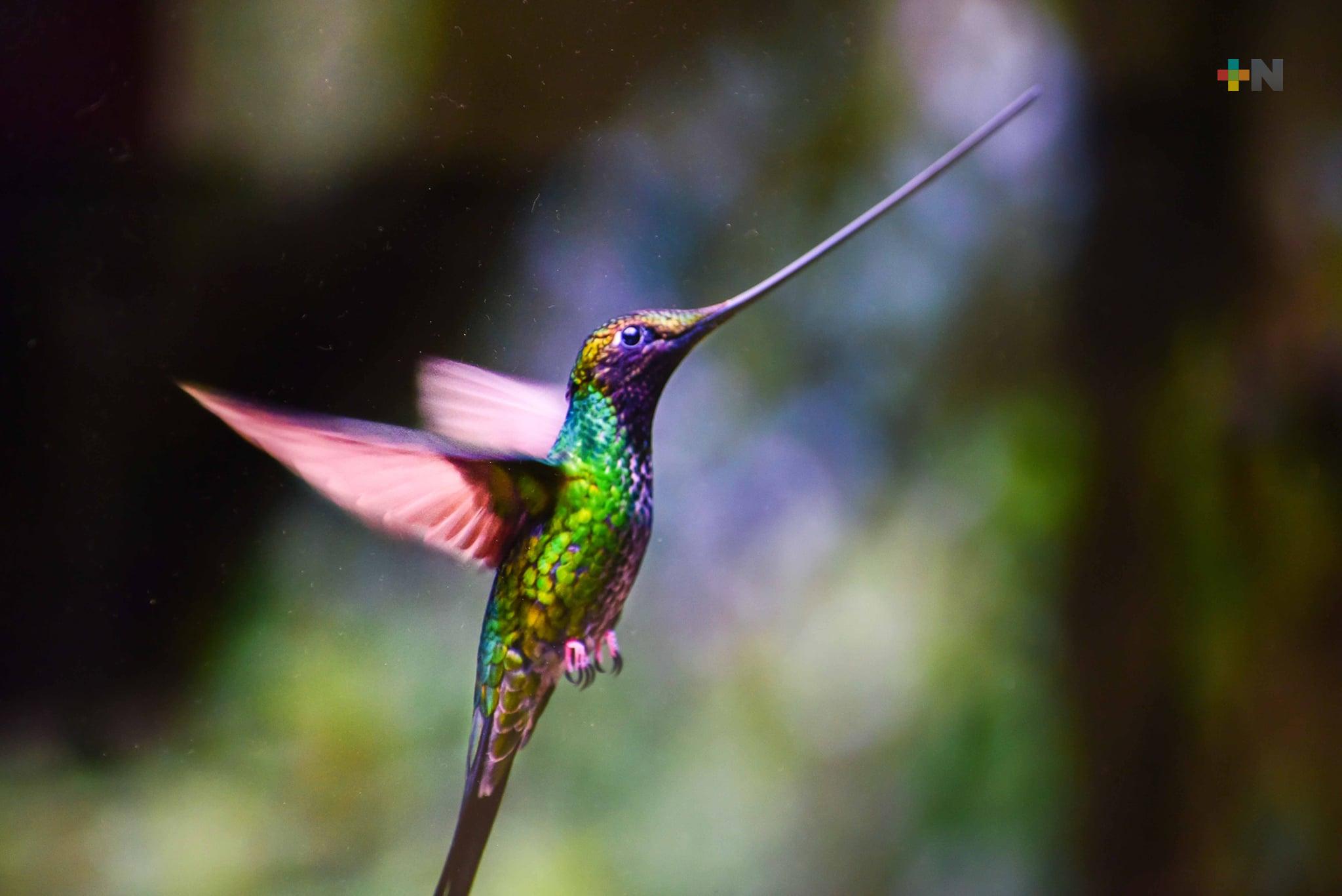 Colibríes, una especie amenazada por el tráfico de fauna silvestre