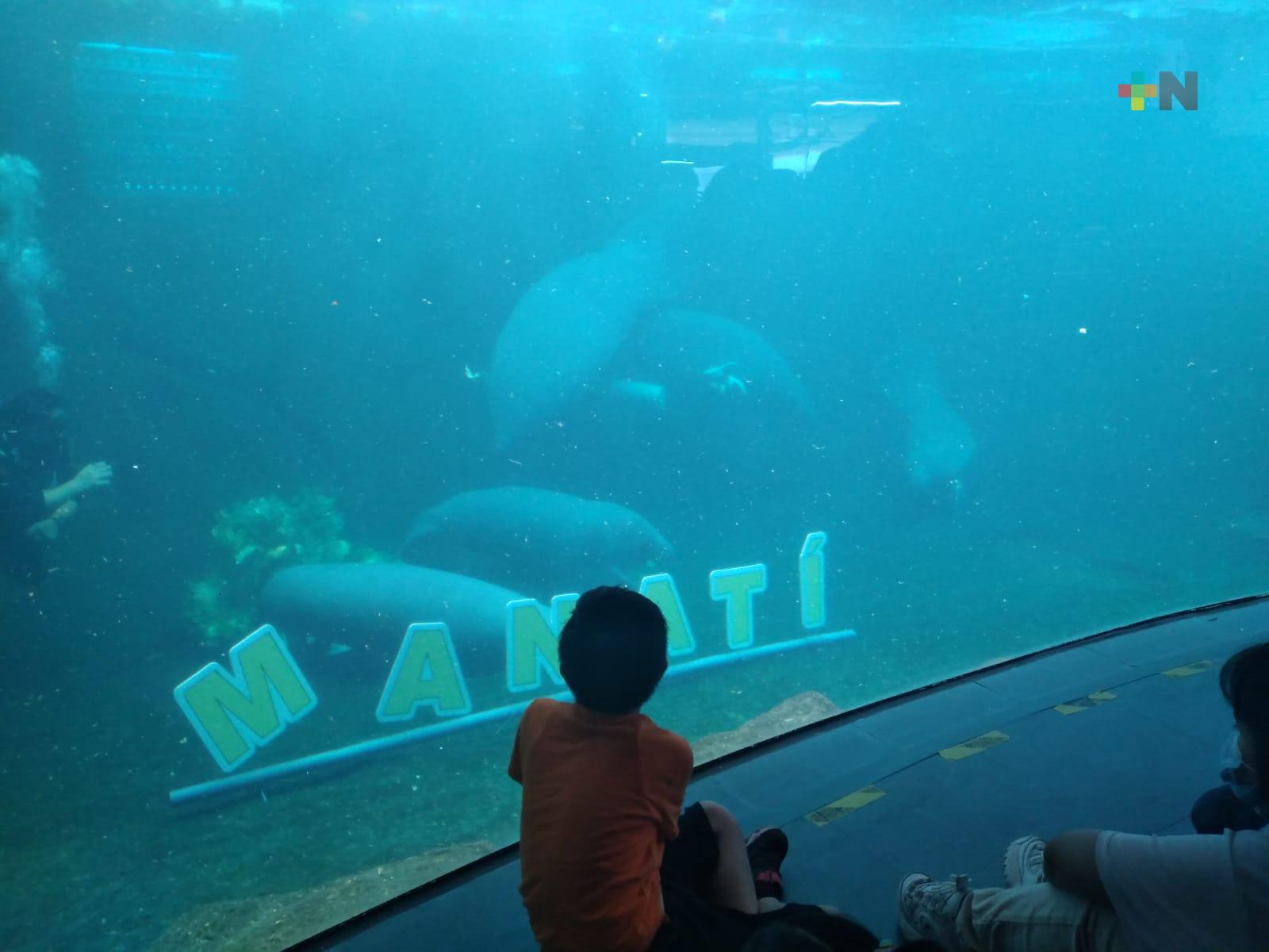 Día Nacional del Manatí celebró Acuario de Veracruz