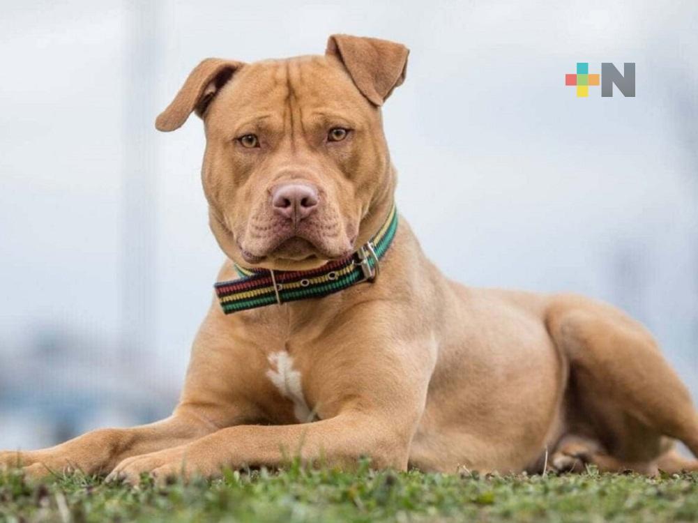 Durante últimos meses, incrementó robo de perros en Coatzacoalcos