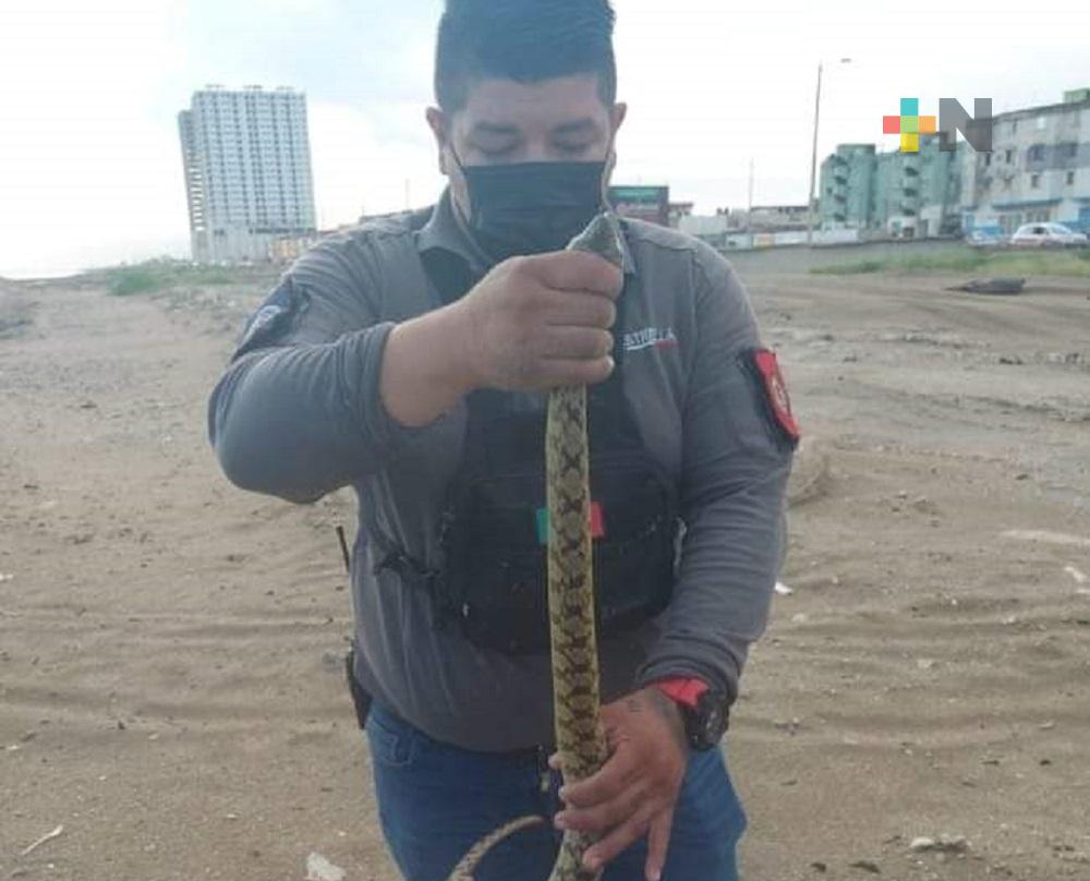 En Coatzacoalcos, Protección Civil capturó serpiente en zona de playa