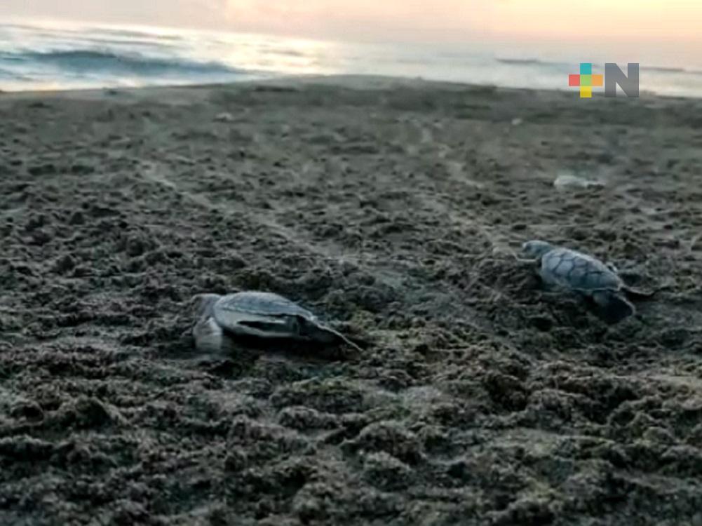 Desde hace más de 50 años, Fundación Yepez promueve el cuidado de tortuga marina en Nautla