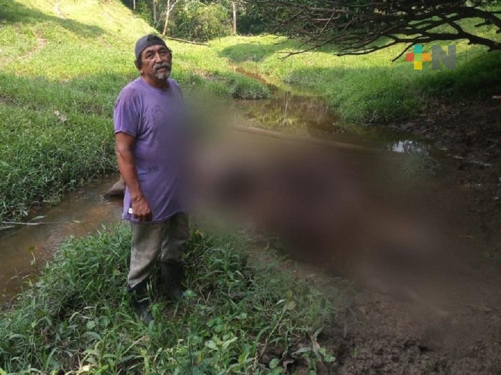 Muere vaca electrocutada en arroyo de Las Choapas
