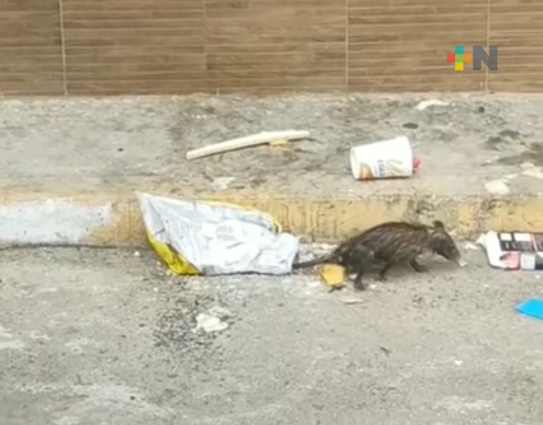 Mujer mata a tlacuache con escoba; afirma que causa cáncer