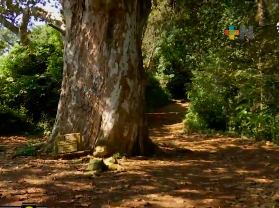 Por derrumbe, clausuran parque lineal Quetzalapan-Sedeño
