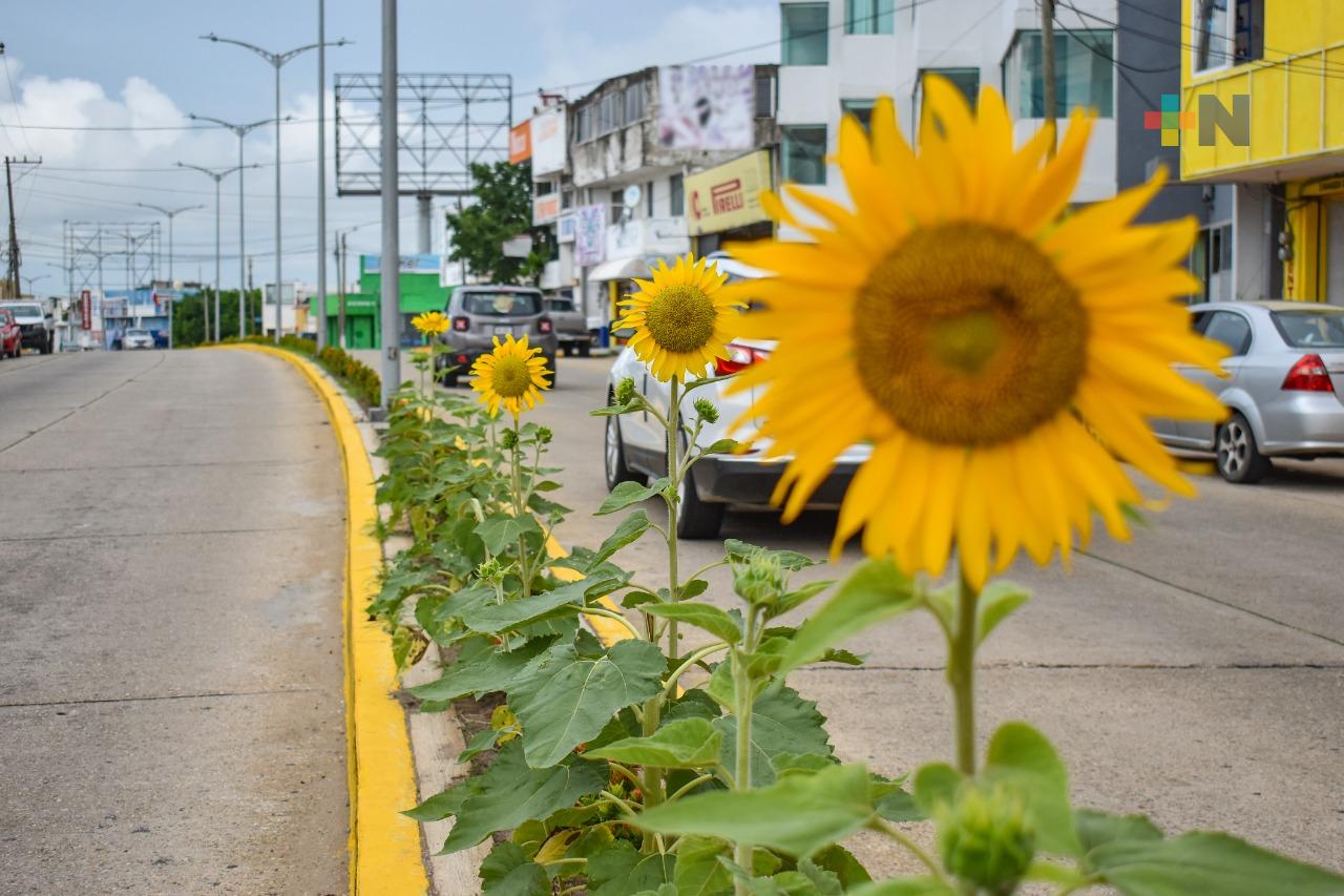 Girasoles adornan Coatzacoalcos