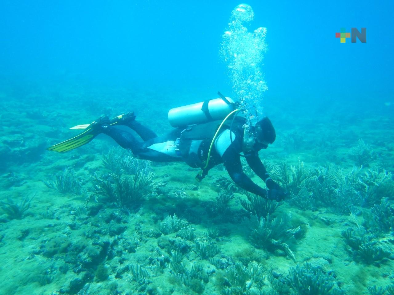 UV y APIVER desarrollan programa para instalación de arrecifes artificiales en Veracruz