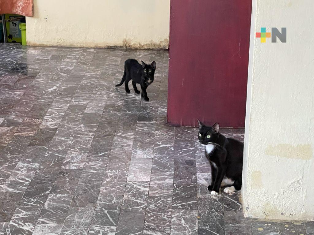 Activistas piden no dar en adopción animales para rituales