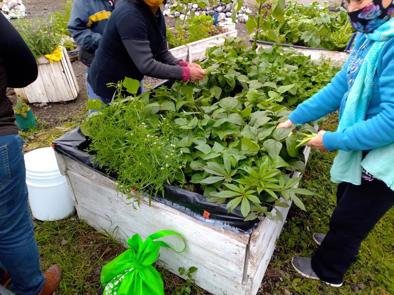 Sedesol Veracruz lanza el programa de Huerto Infantil
