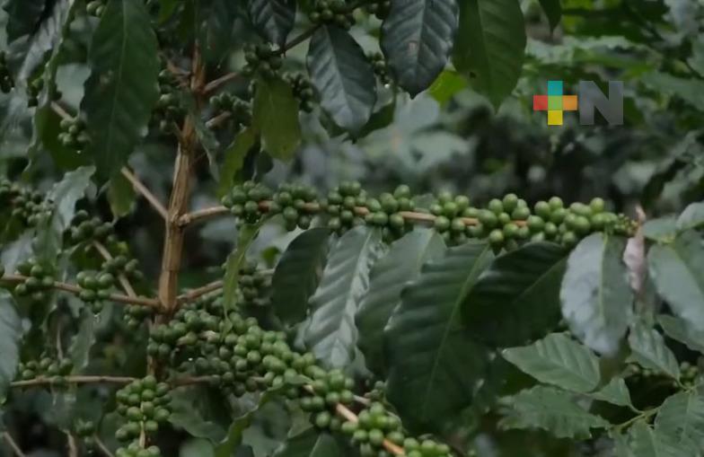 Necesario impulsar café de especialidad para aumentar cadena de valor y beneficiar a cafeticultores