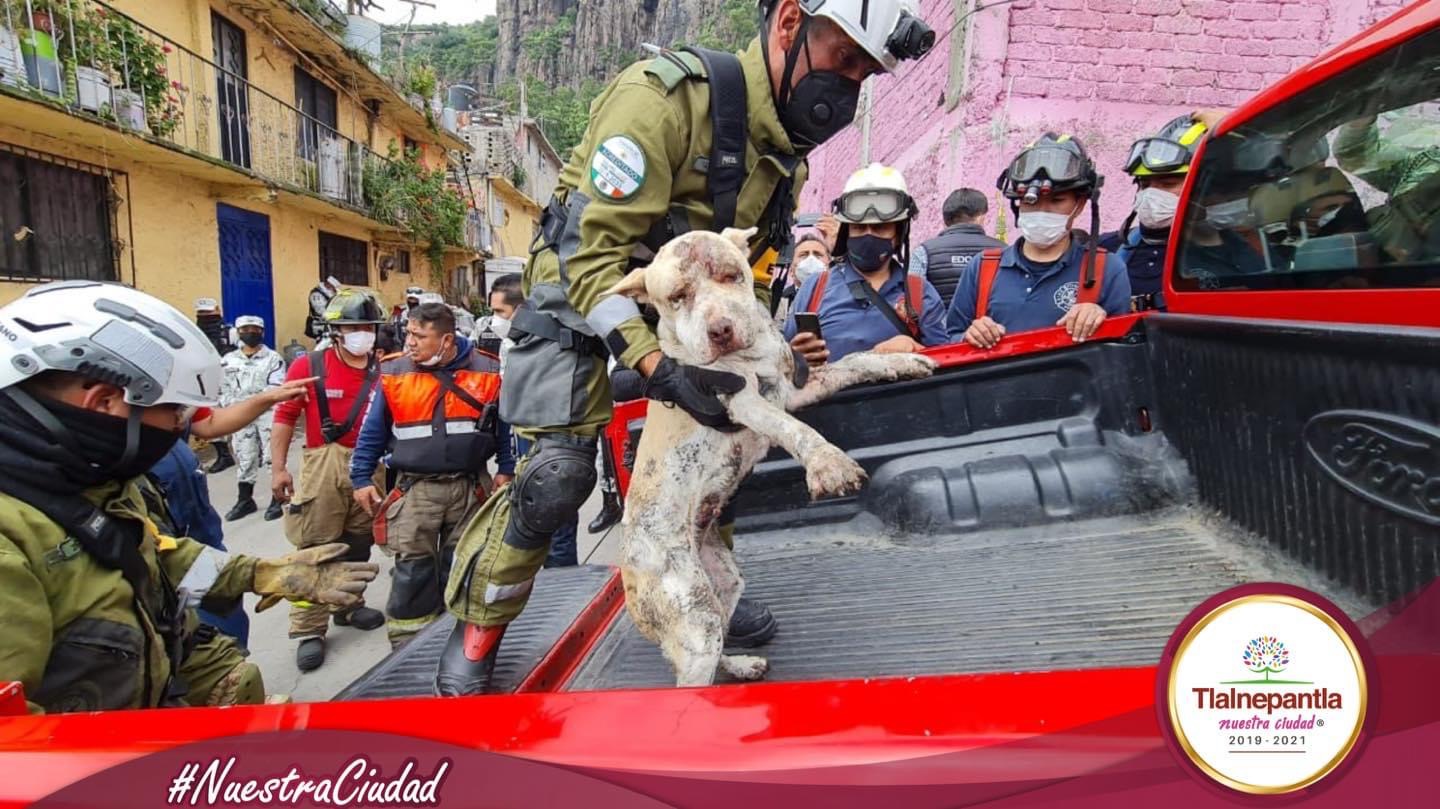 Rescatan un canino en la zona del desgajamiento del cerro del Chiquihuite