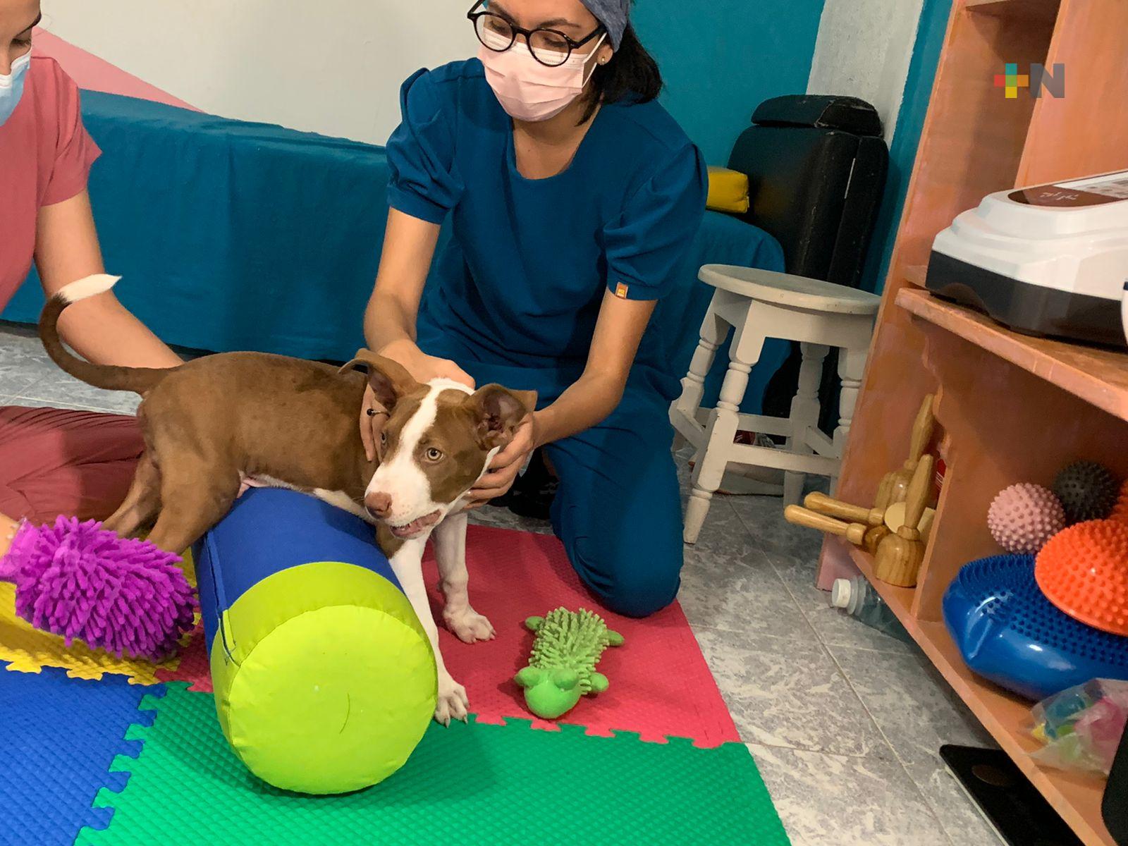 Chester, primer perro en Coatzacoalcos en recibir fisioterapia