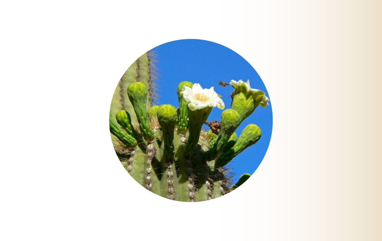 Día Nacional de las Cactáceas