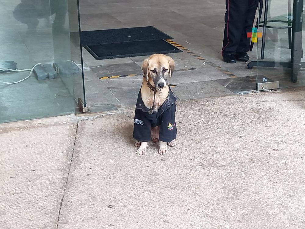 Centro de Convenciones de Coatzacoalcos cuenta con nuevo vigilante