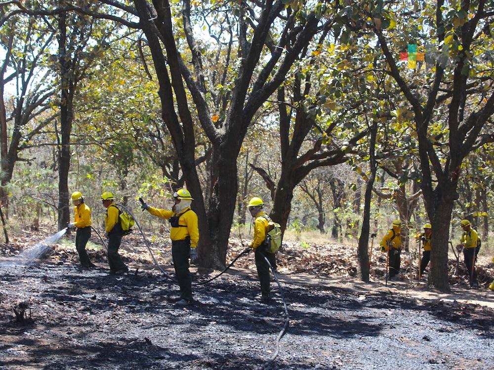 Hasta el 14 de abril, Conafor reporta 122 incendios forestales en Veracruz