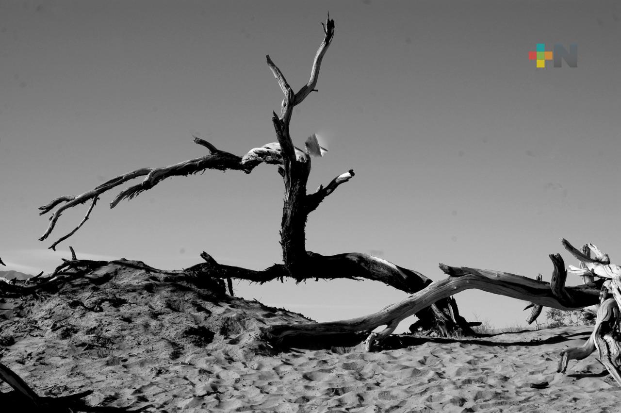 Presenta GACX la exposición virtual El mar hace siglos, fotografías de Antonio Tovar