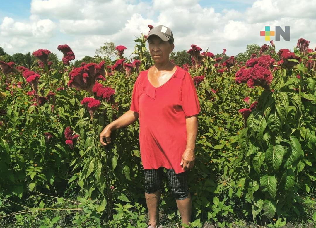 El cultivo de la flor de cempasúchil, una tradición familiar: Doña Minerva