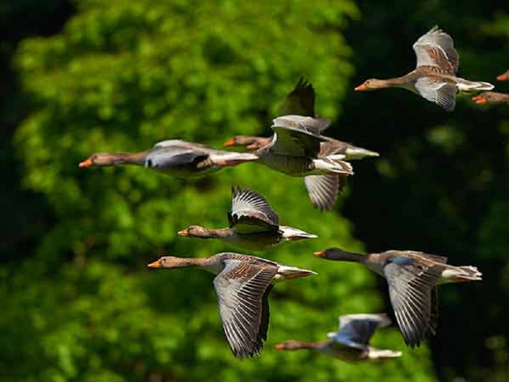 Peligra la migración de las aves