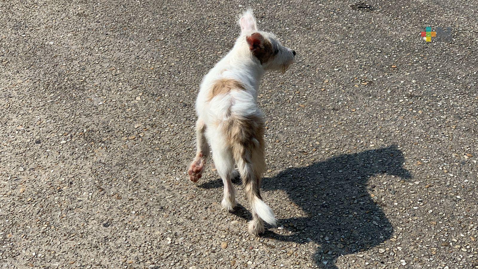 Día Mundial de los Animales y activistas de Coatzacoalcos tienen poco que celebrar